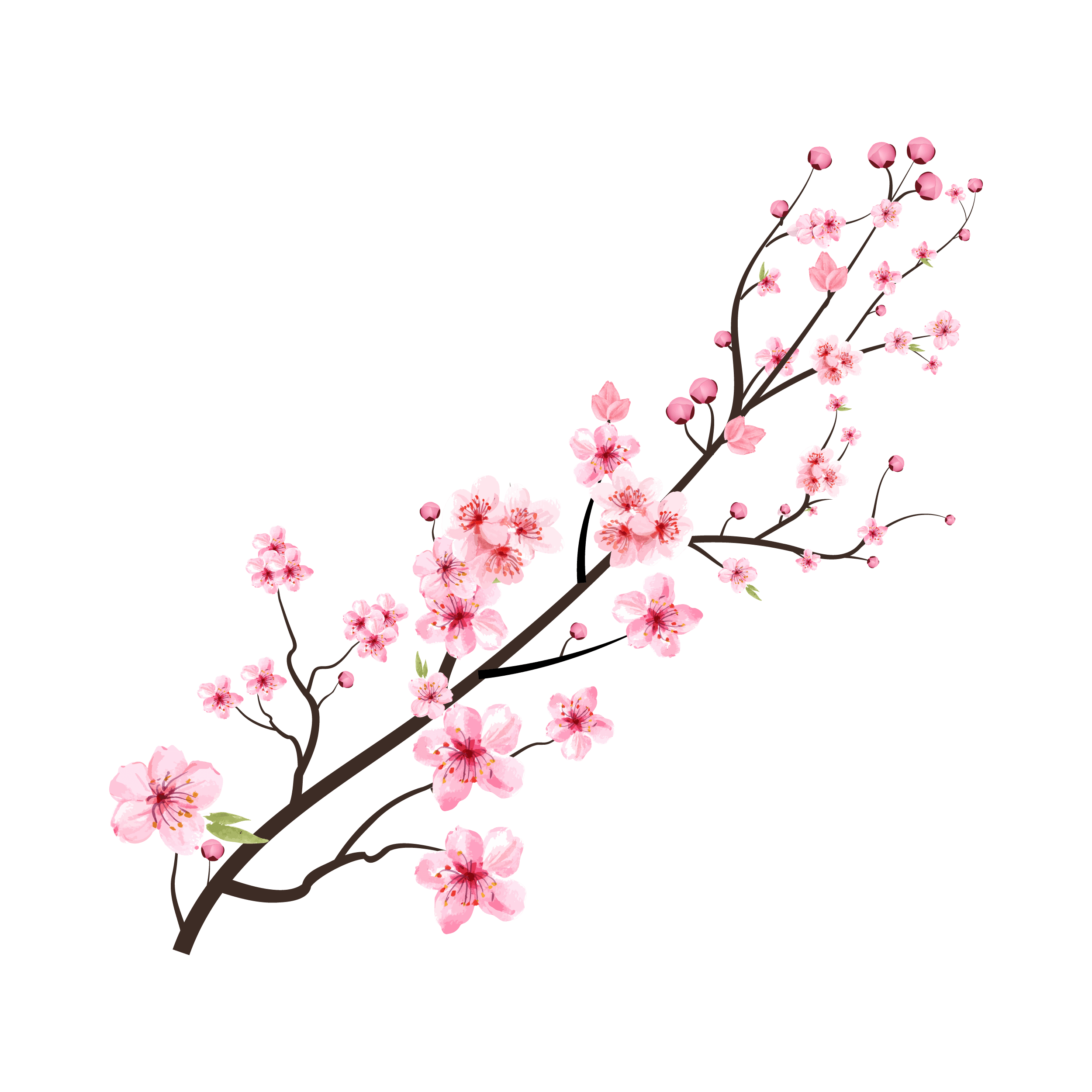 Sakura